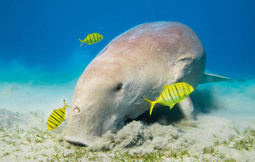 ABU DABBAB DUGONG BAY MARSA ALAM TOURS
